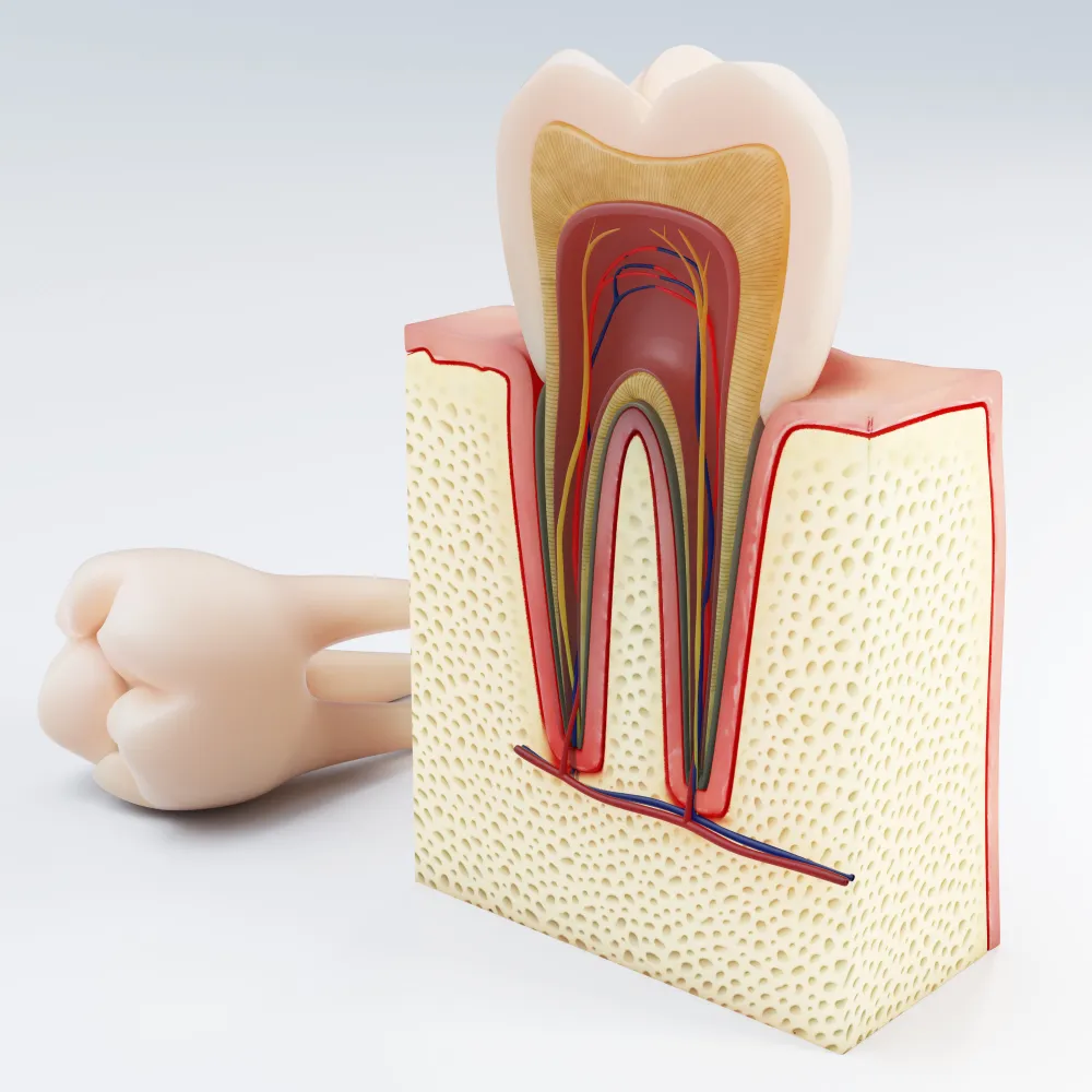 endodoncia en talavera de la reina creta imagen